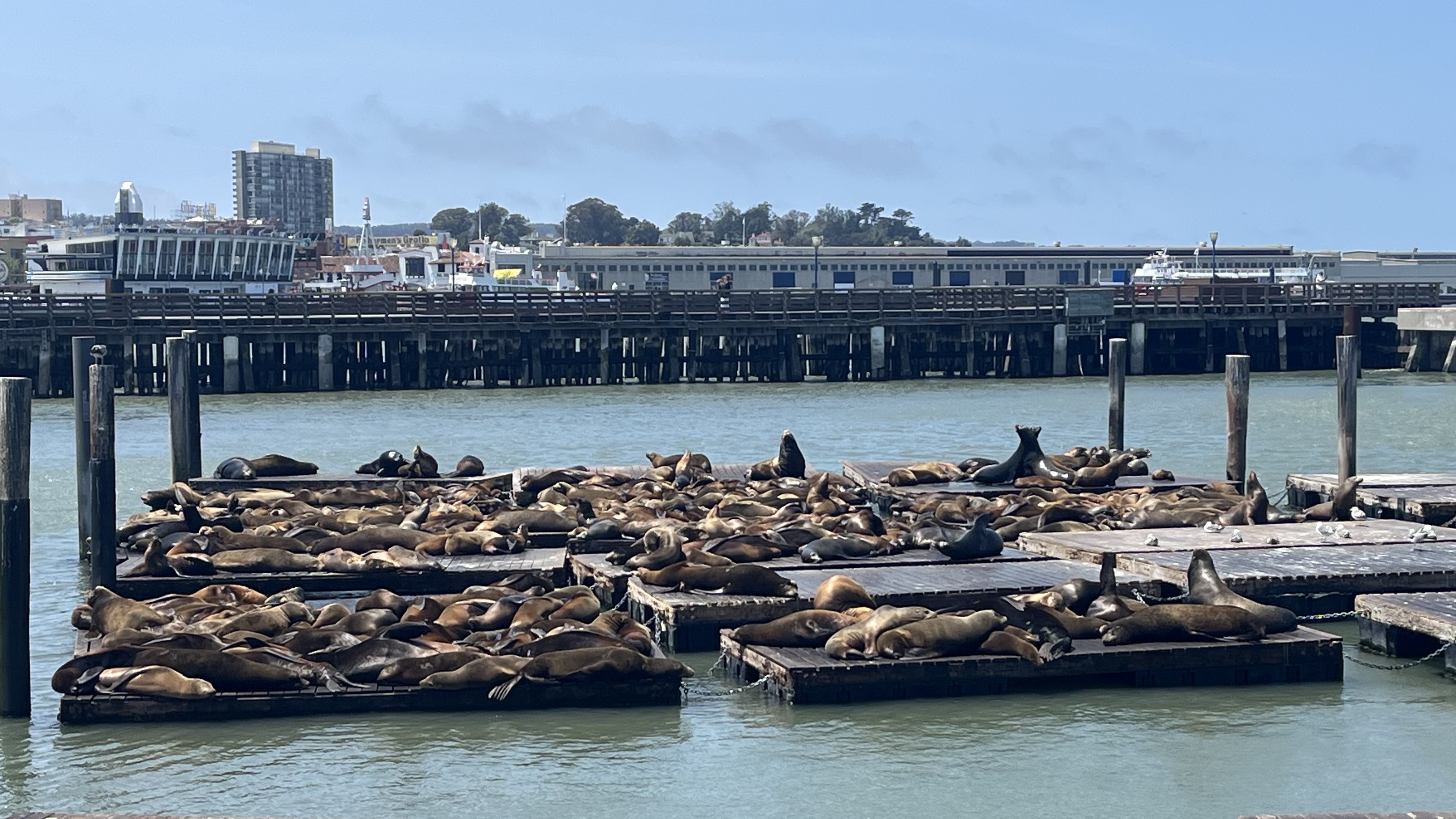 Pier 39